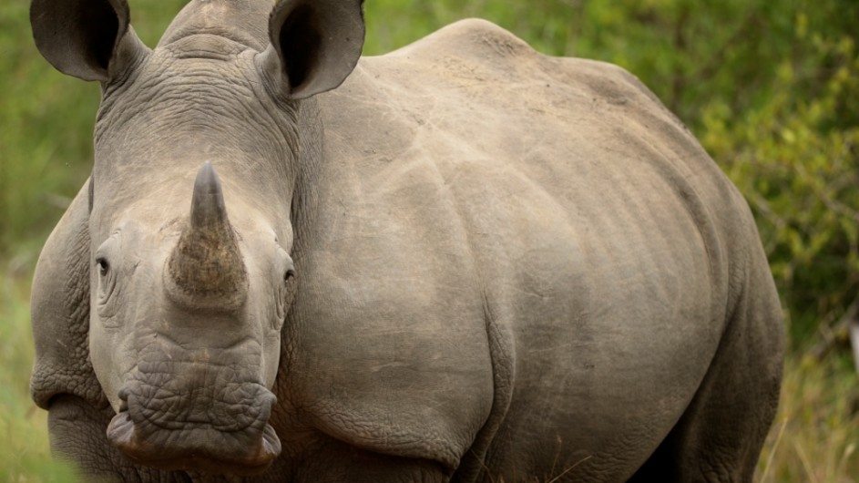 Südafrika . Nashorn im Krügerpark