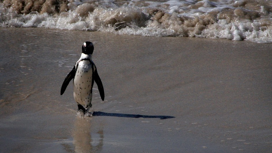Südafrika Boulders Beach1