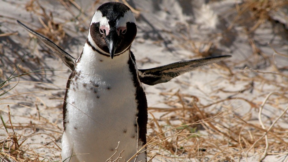 Südafrika Boulders Beach6