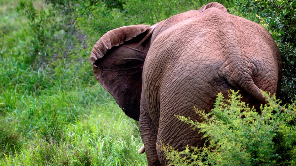 Südafrika Elefant Ulli