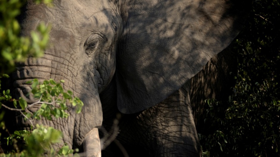 Südafrika - Elefant im Krügerpark