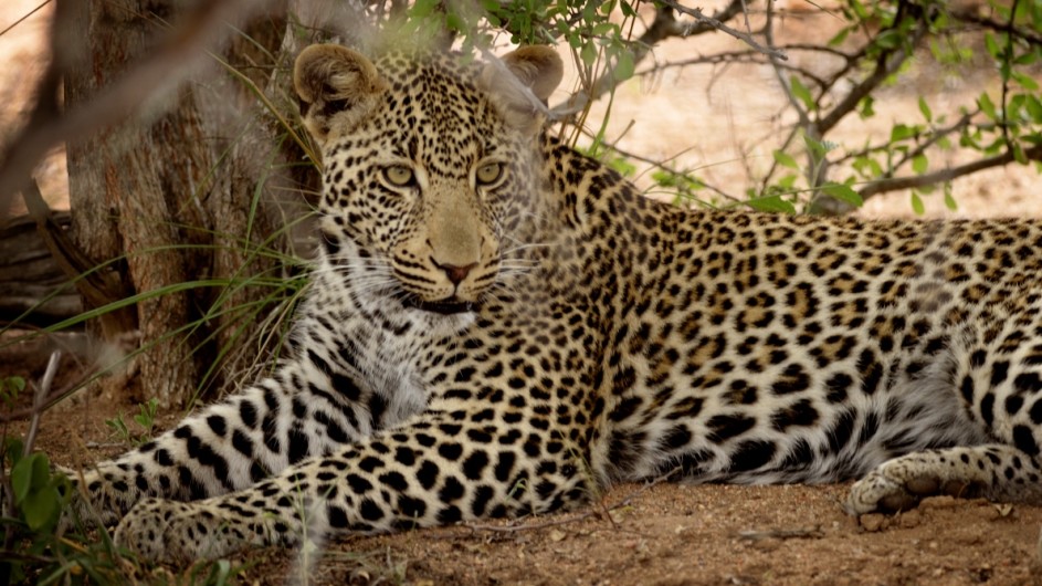 Südafrika Leopard