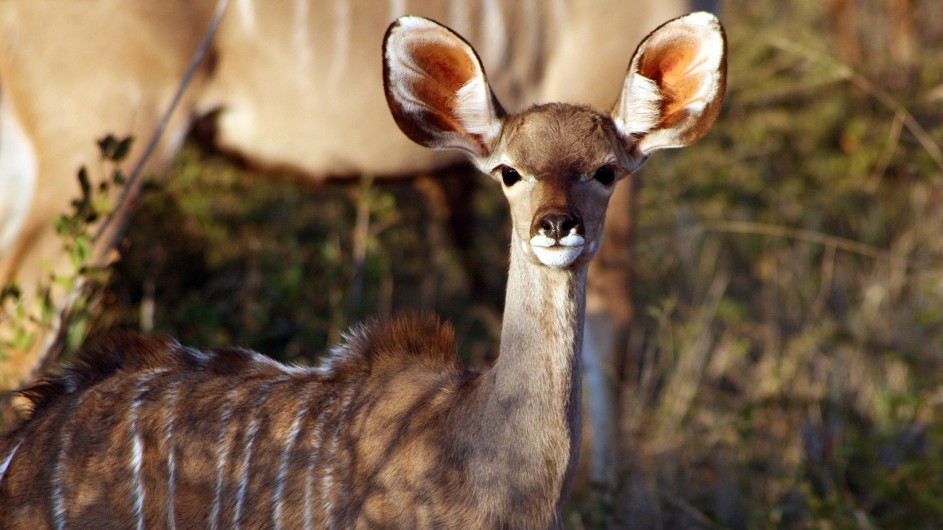 Südafrika Madikwe Kudu