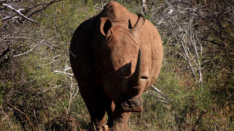 Südafrika Madikwe Rhino