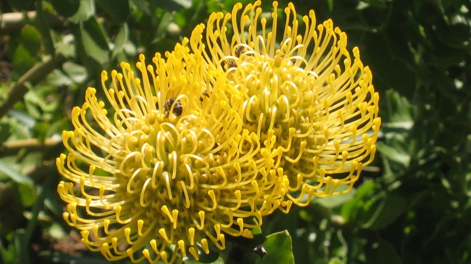 Südafrika Protea Gelb
