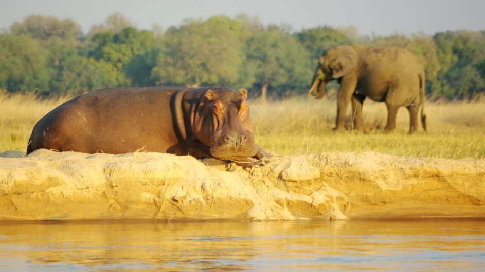 Zambia Elefant und Nilpferd am Fluss