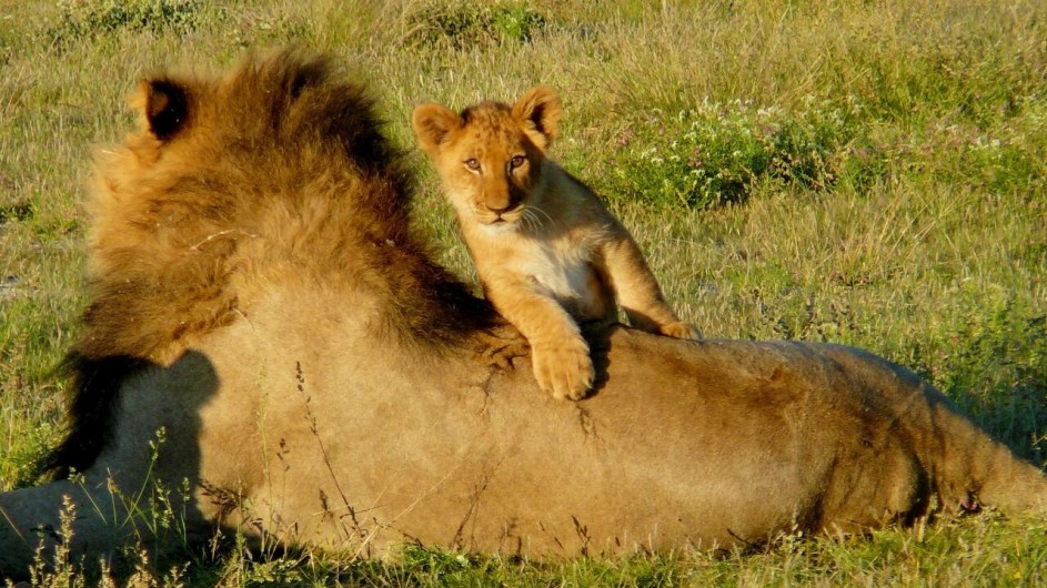 Zambia Löwen