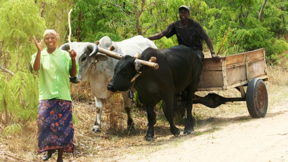 Zambia Ochsenkarren