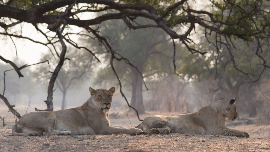 Zambia South Luangwa Nationalpark Löwen