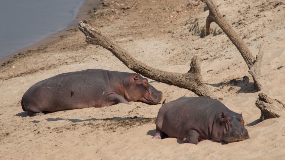 Zambia South Luangwa Nationalpark Nilpferde