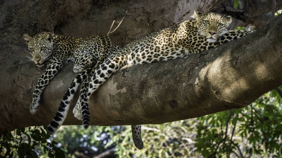 Zambia Leoparden