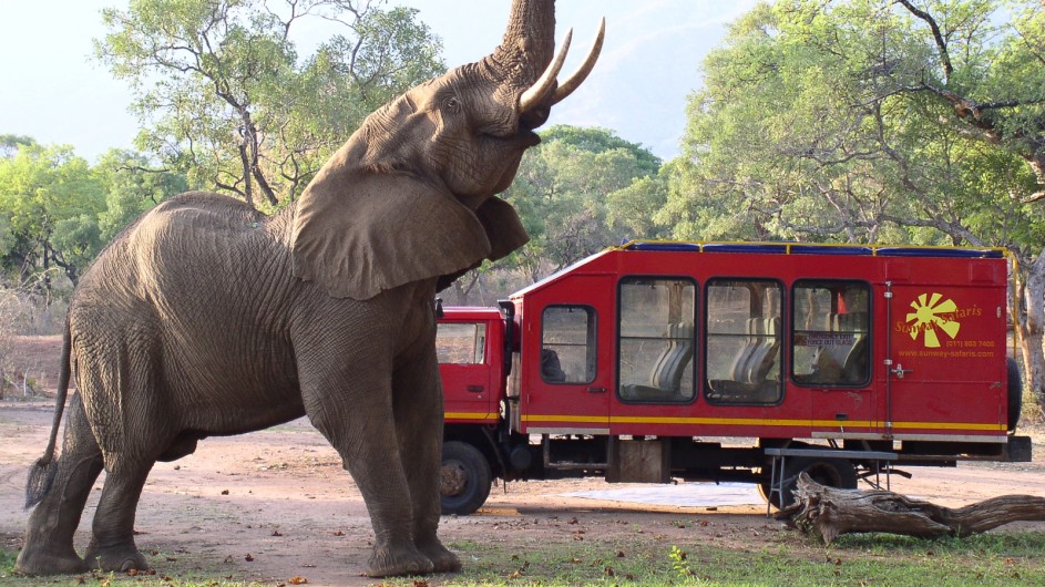 Zambia Lower Zambezi Nationalpark Elefant im Camp