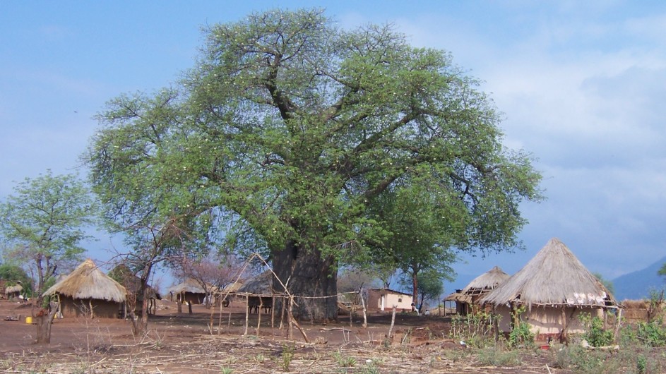 Zambia Baobab