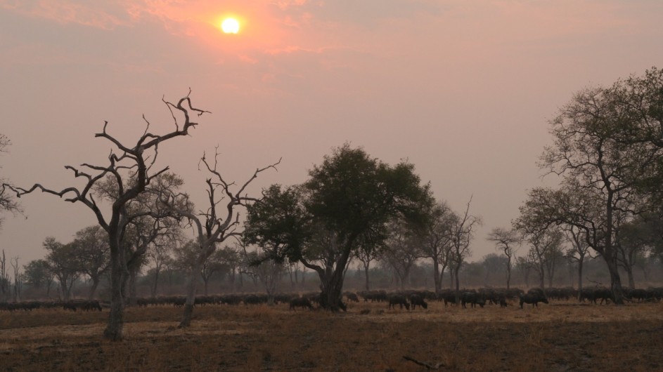 Zambia Büffelherde im South Luangwa Nationalpark