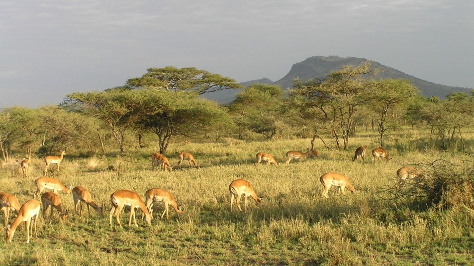 Zambia Impalas