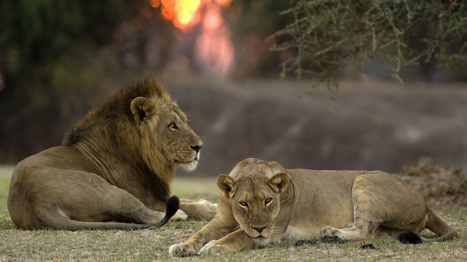 Zambia Wandersafari Löwen