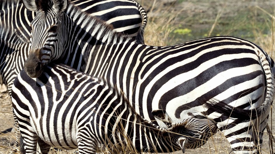 Zambia Zebras