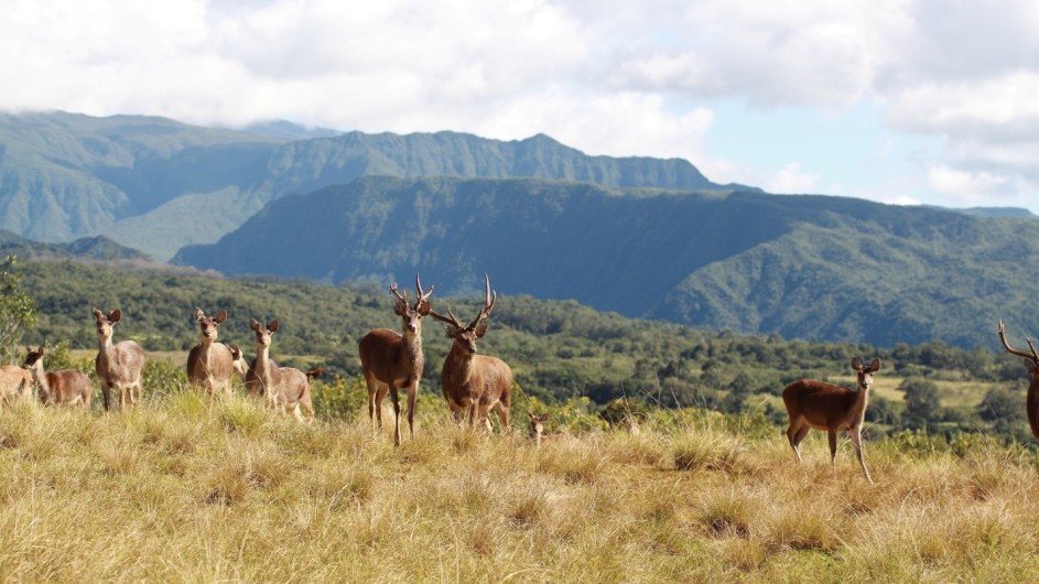 La Reunion Diana Dea Lodge Aussicht mit Wild