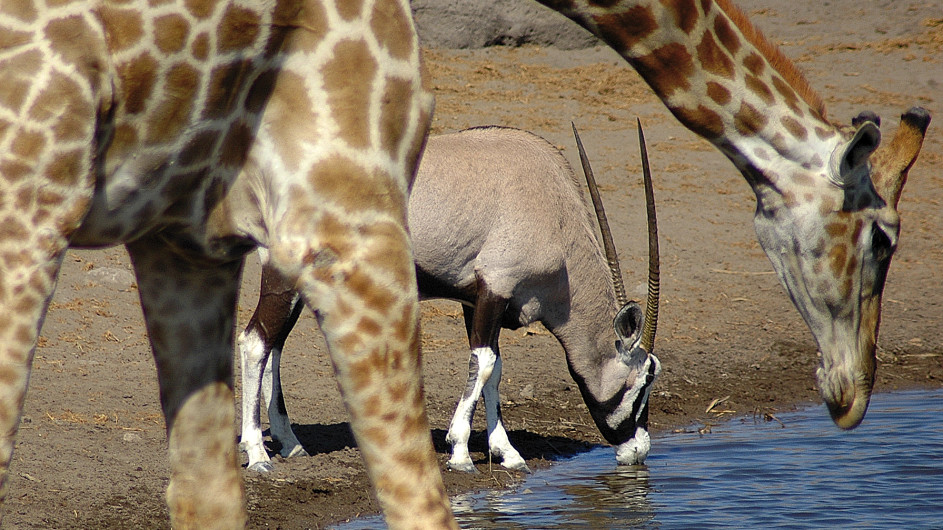 Namibia Etosha Nationalpark Wasserloch