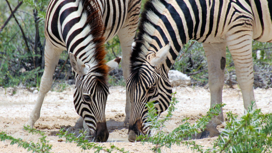 Namibia Zebras im Etosha Nationalpark