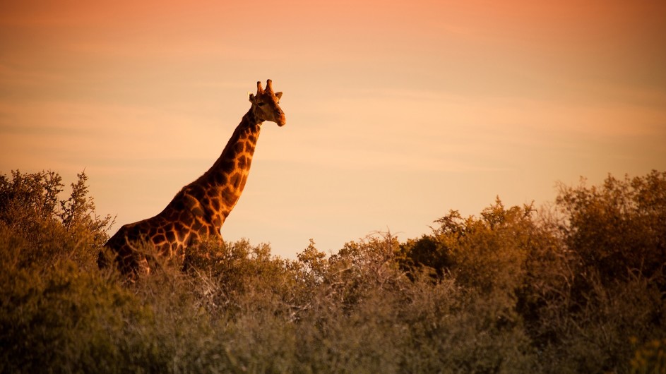 Tanzania Buffelsdrift Game Lodge Giraffe