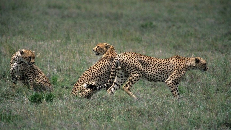 Tanzania Serengeti Ronjo Camp Geparden