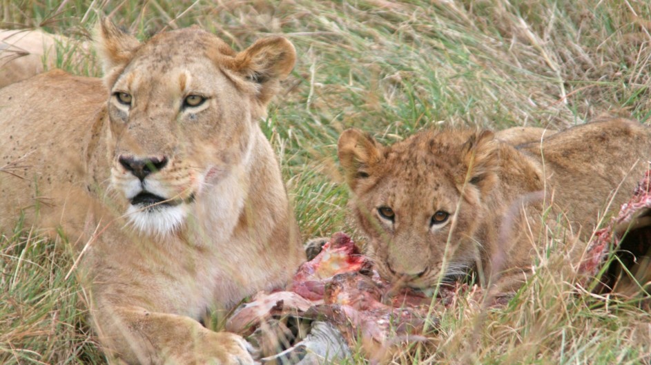 Tanzania Löwen beim Fressen