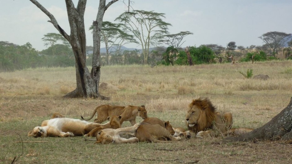 Tanzania Selous Game Reserve Löwen