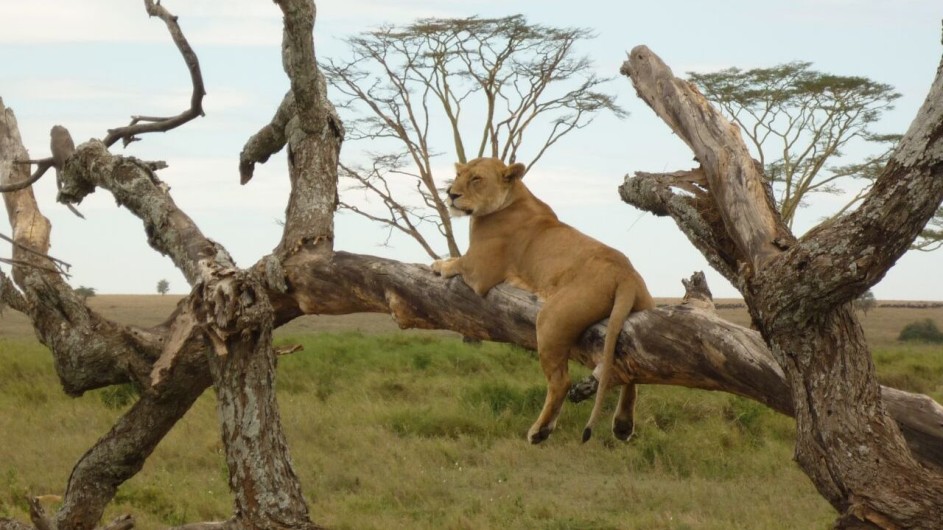 Tanzania Serengeti Löwe