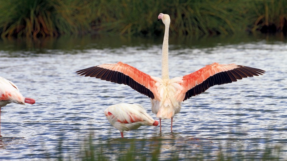 Tanzania Flamingos im Arusha Nationalpark