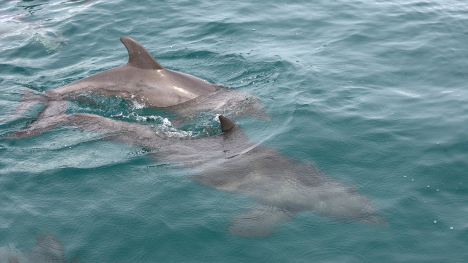 Mozambique Benguerra Island Lodge Delfine