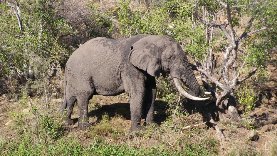 Mozambique Limpopo Nationalpark Machampane Wildneress Camp Elefanten