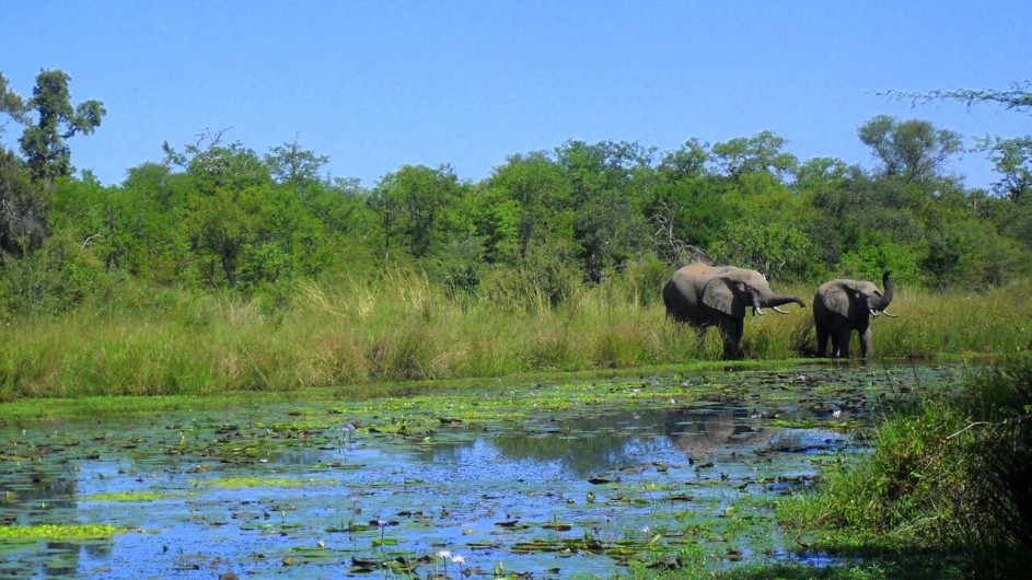 Mozambique Machampane Wilderness Camp Elefanten am Wasser