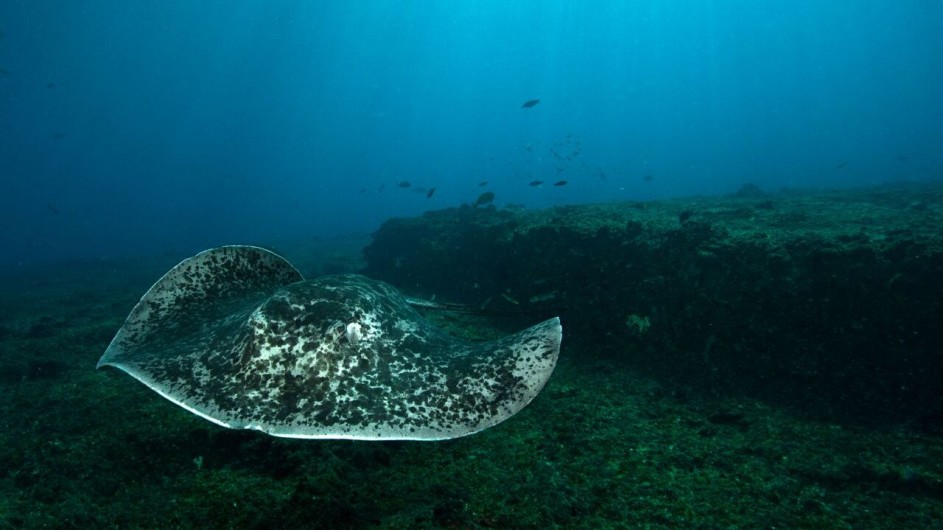Mozambique Manta