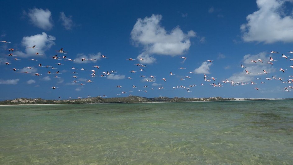 Mozambique fliegende Flamingos