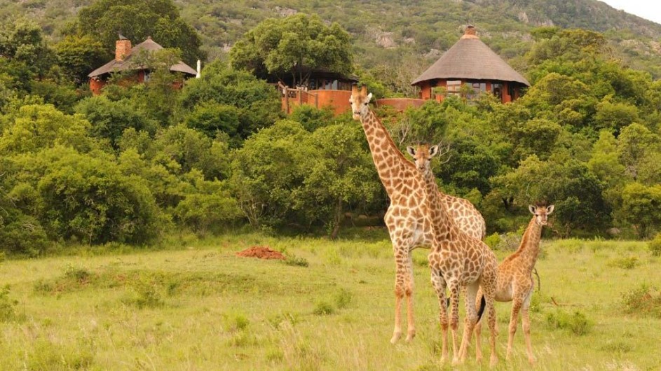 Südafrika Krüger Nationalpark Leshipa Wilderness Lodge Giraffen
