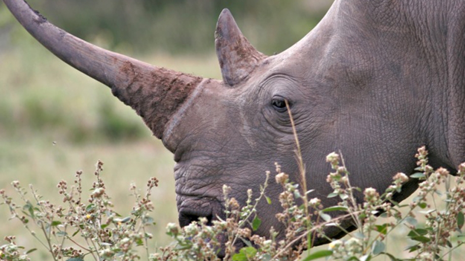 Südafrika Krüger Nationalpark Leshipa Wilderness Lodge Nashorn