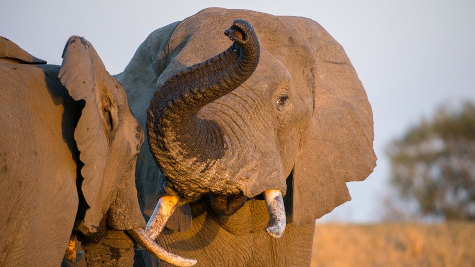 Südafrika Krüger Nationalpark Elefanten