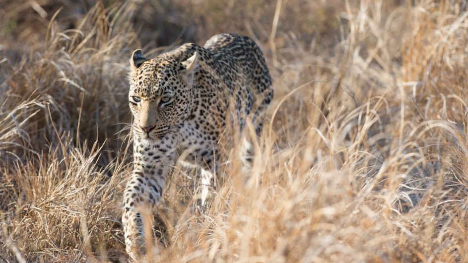 Südafrika Krüger Nationalpark Leopard