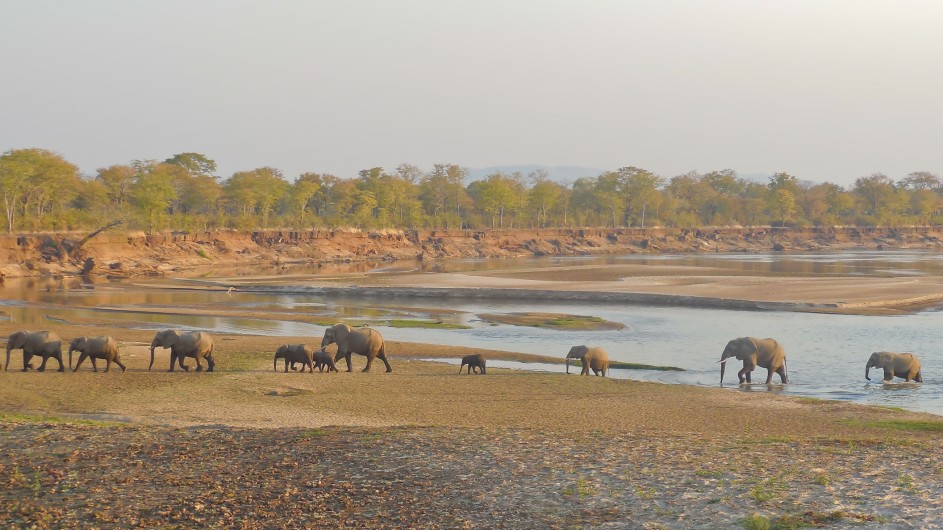 Zanbua South Luangwa Nationalpark Elefanten