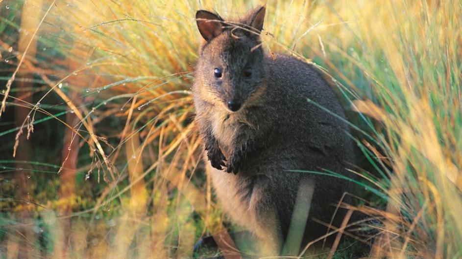 Australien Tasmanien Peppers Cradle Mountain Lodge Wildlife