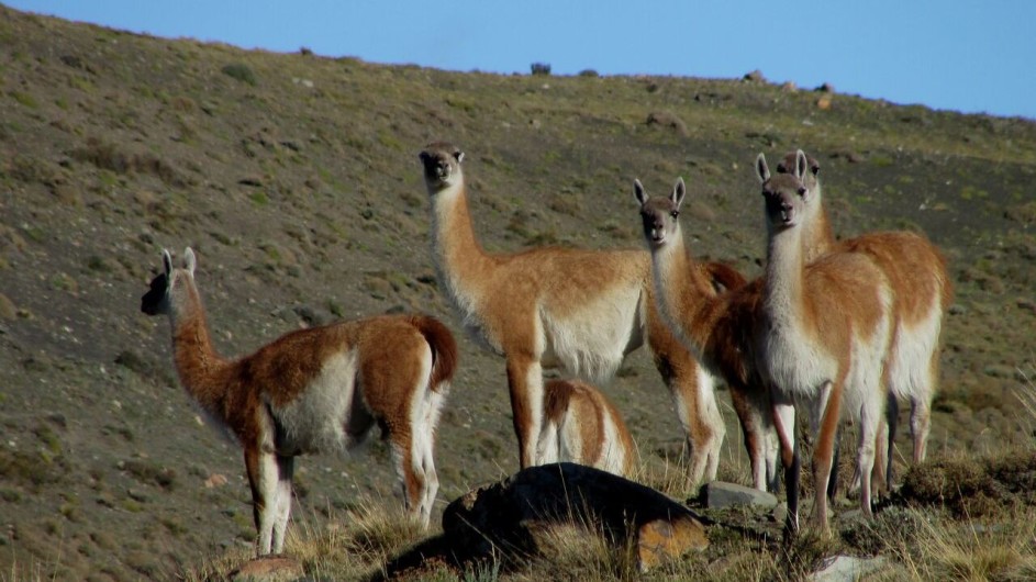 Chile Torres del Paine Patagonia Camp Guanacos