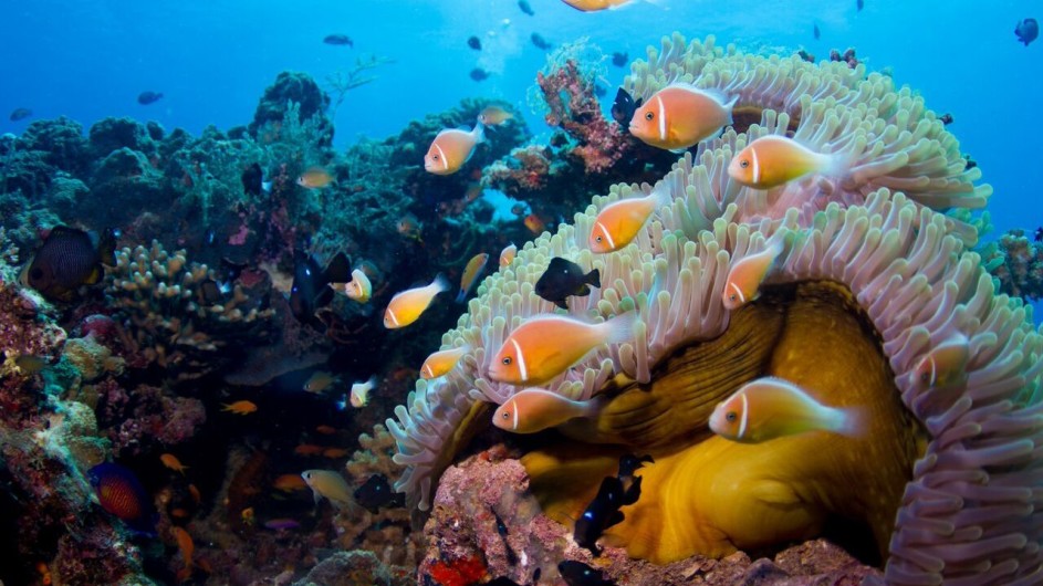 Fiji Inseln Lalita Island Resort unter Wasser