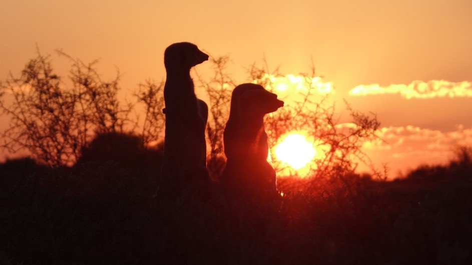 Südafrika Oudtshoorn De Zeekoe Fästefarm Erdmännchen