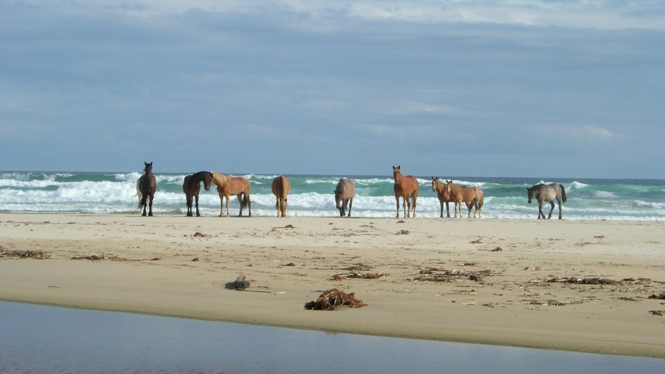 Südafrika Oyster Bay Lodge Pferde am Strand
