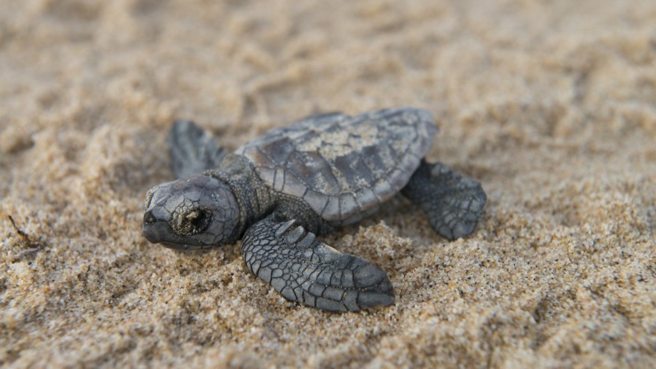Südafrika Rocktail Beach Camp Schildkröte