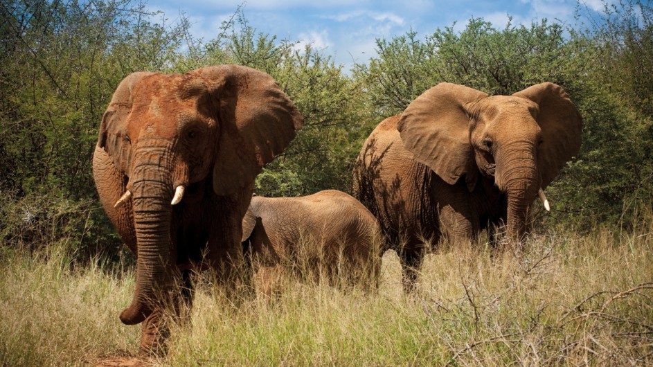 Südafrika Madikwe Safari Lodge Elefanten