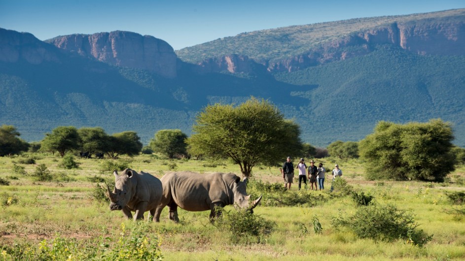 Südafrika Waterberge Marataba Safari Lodge Fußpische mit Nashörnern