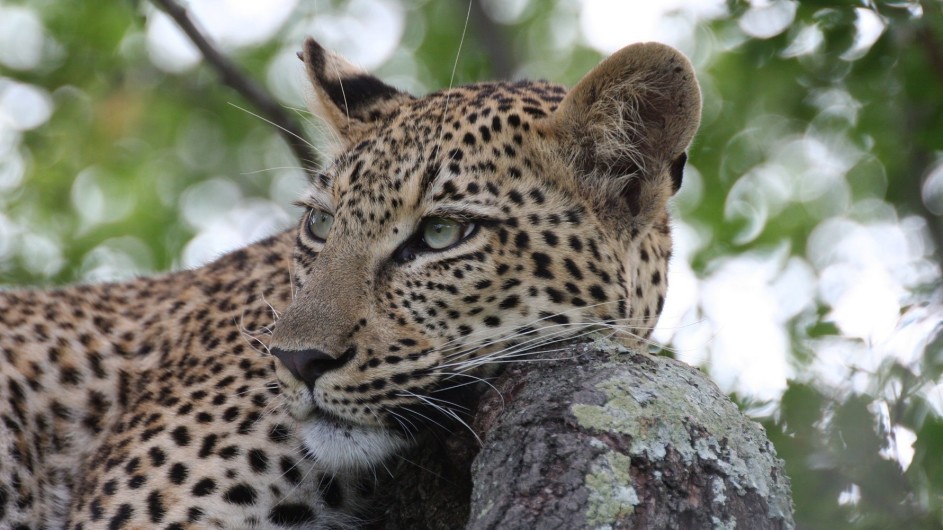 Südafrika Waterberge Marataba Safari Lodge Leopard