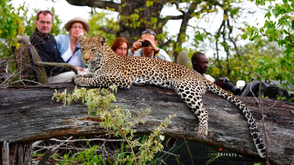 Südafrika Motswari Private Game Reserve Pirschfahrt Leopard
